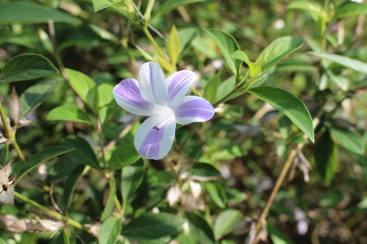 Barleria cristata L.